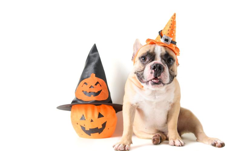 Pet Halloween Captions
