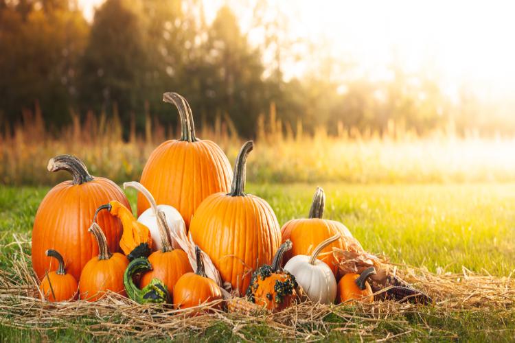 Pumpkin Patch Captions
