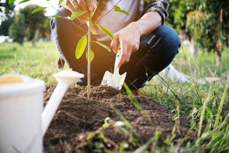 Gardening and Landscaping